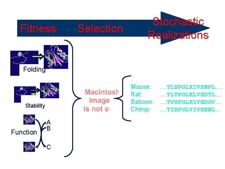 Fitness Selective Pressure Folding Mouse: Rat: Baboon: Chimp: Stability Function Selection Stochastic Realizations A