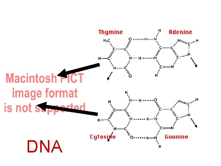 Purines Pyrimidines DNA 