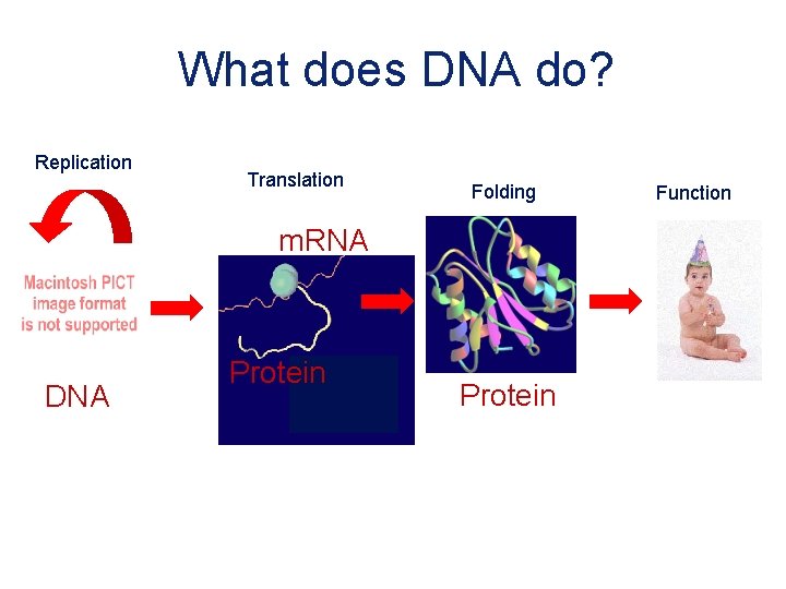 What does DNA do? Replication Translation Folding m. RNA DNA Protein Function 