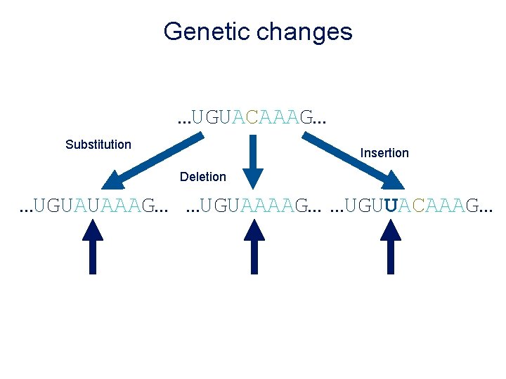 Genetic changes …UGUACAAAG… Substitution Insertion Deletion …UGUAUAAAG… …UGUAAAAG… …UGUUACAAAG… 