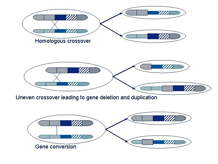 Homologous crossover Uneven crossover leading to gene deletion and duplication Gene conversion 