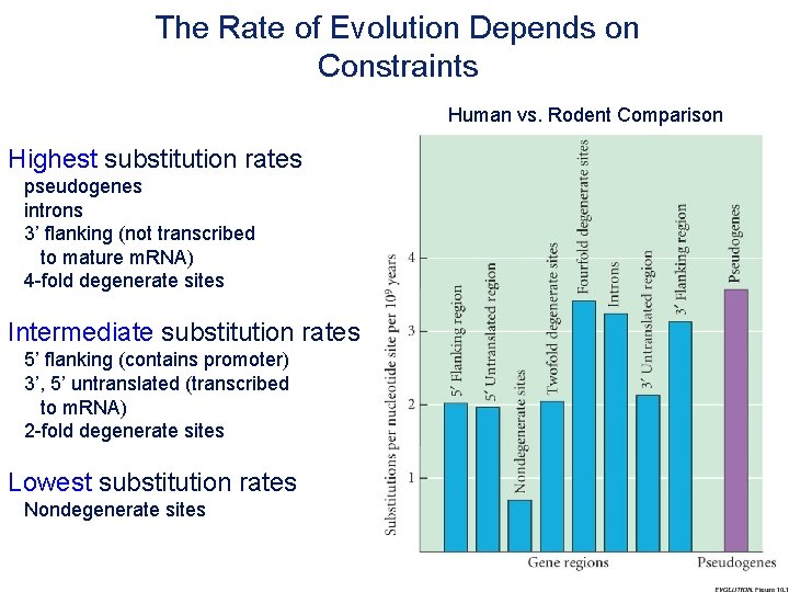 The Rate of Evolution Depends on Constraints Human vs. Rodent Comparison Highest substitution rates