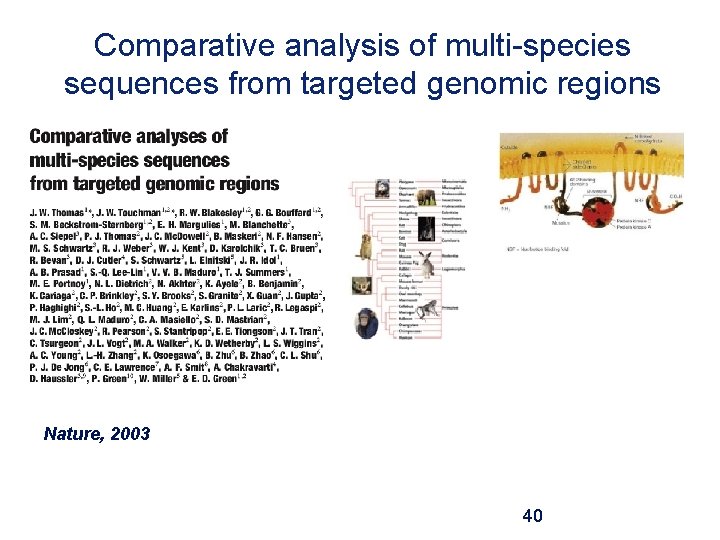 Comparative analysis of multi-species sequences from targeted genomic regions Nature, 2003 40 