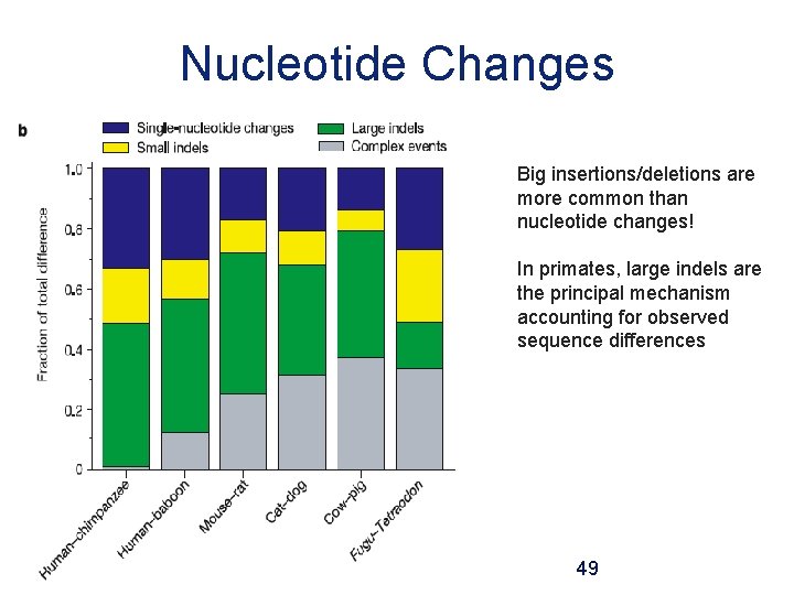 Nucleotide Changes Big insertions/deletions are more common than nucleotide changes! In primates, large indels