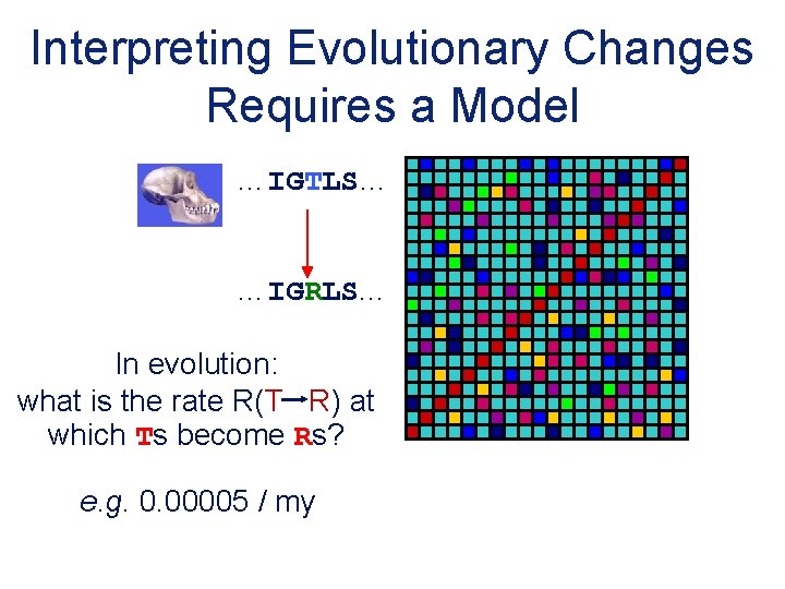 Interpreting Evolutionary Changes Requires a Model …IGTLS… …IGRLS. . . In evolution: what is
