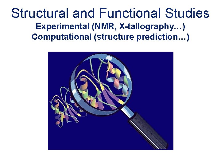 Structural and Functional Studies Experimental (NMR, X-tallography…) Computational (structure prediction…) 