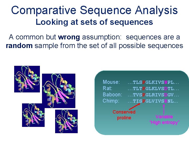 Comparative Sequence Analysis Looking at sets of sequences A common but wrong assumption: sequences