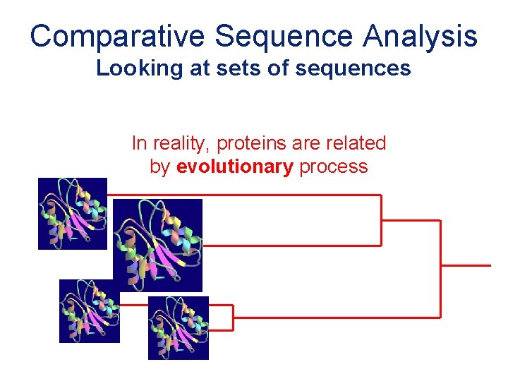 Comparative Sequence Analysis Looking at sets of sequences In reality, proteins are related by