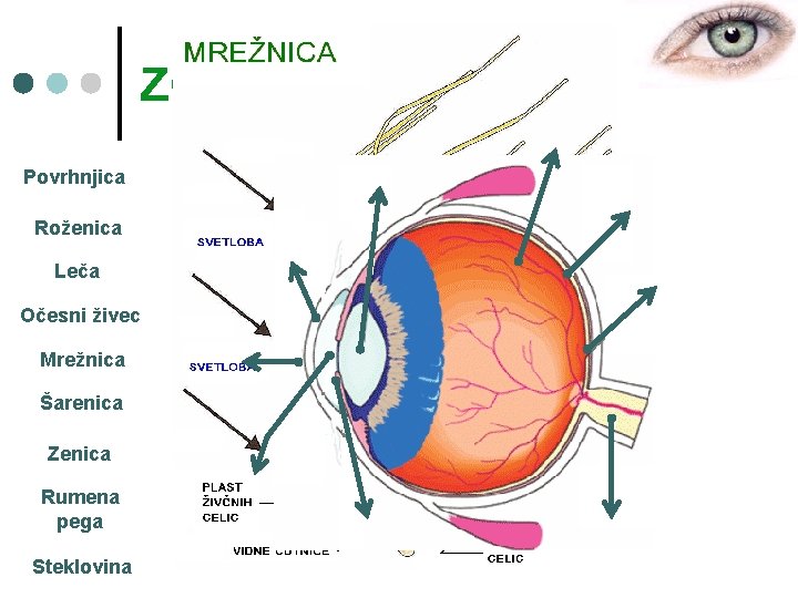 ZGRADBA: Povrhnjica Roženica Leča Očesni živec Mrežnica Šarenica Zenica Rumena pega Steklovina 