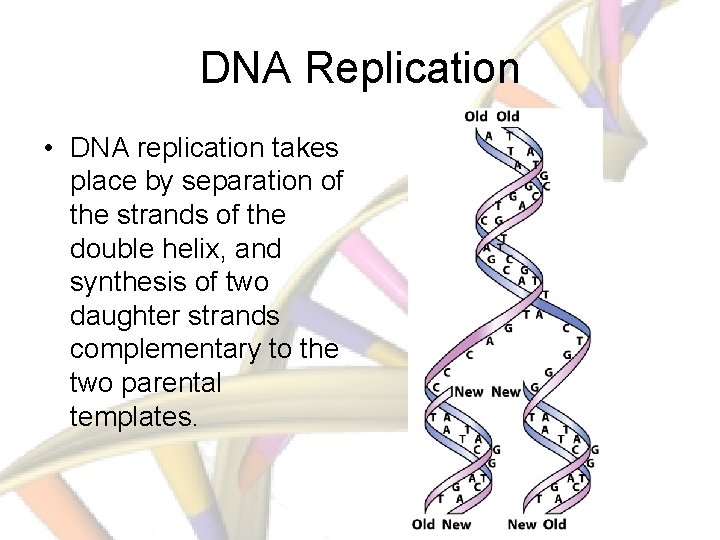 DNA Replication • DNA replication takes place by separation of the strands of the
