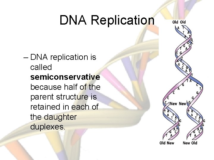 DNA Replication – DNA replication is called semiconservative because half of the parent structure
