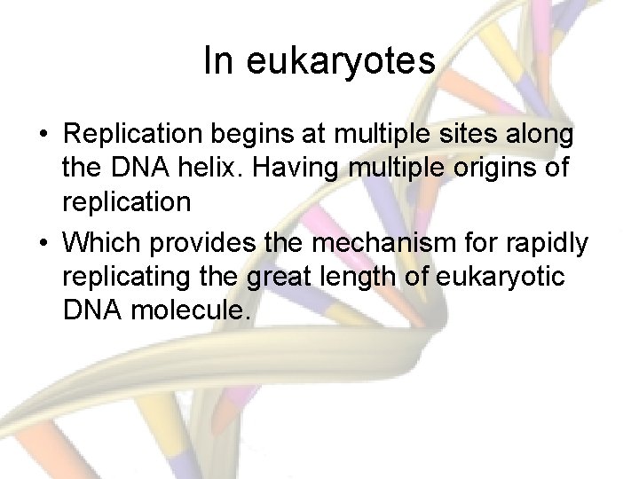 In eukaryotes • Replication begins at multiple sites along the DNA helix. Having multiple