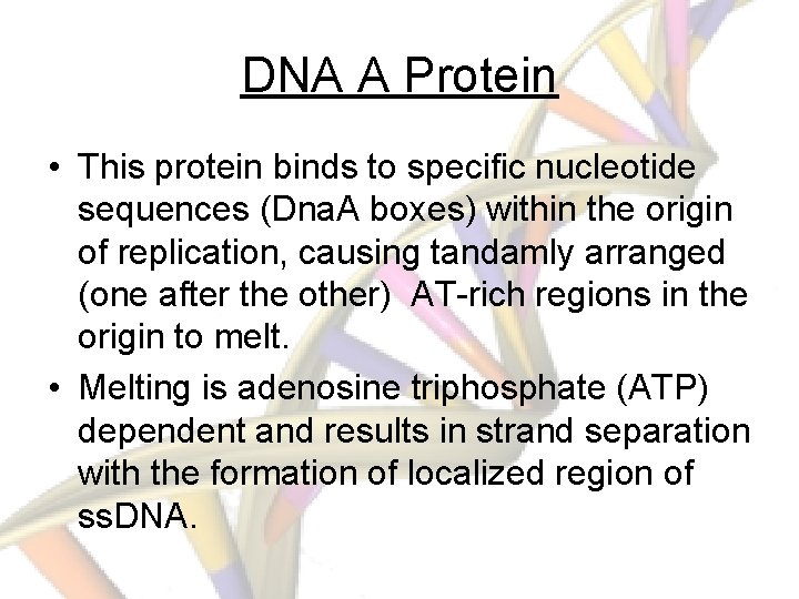 DNA A Protein • This protein binds to specific nucleotide sequences (Dna. A boxes)