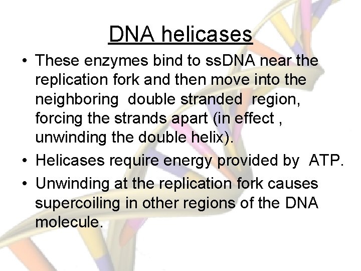 DNA helicases • These enzymes bind to ss. DNA near the replication fork and