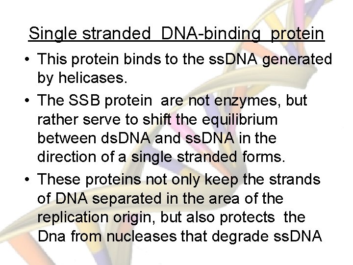 Single stranded DNA-binding protein • This protein binds to the ss. DNA generated by