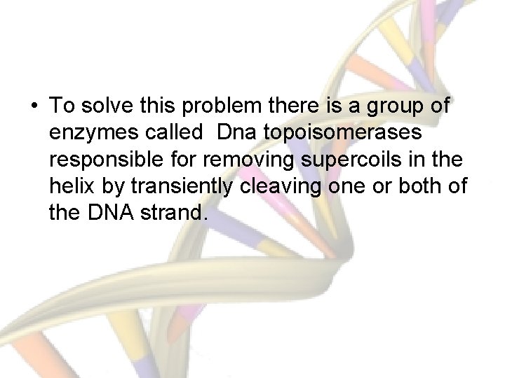  • To solve this problem there is a group of enzymes called Dna