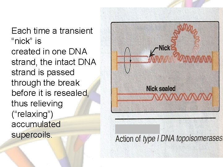 Each time a transient “nick” is created in one DNA strand, the intact DNA