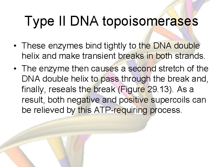 Type II DNA topoisomerases • These enzymes bind tightly to the DNA double helix
