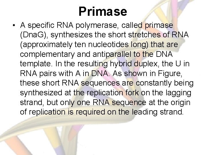 Primase • A specific RNA polymerase, called primase (Dna. G), synthesizes the short stretches