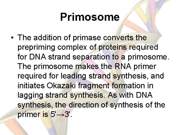 Primosome • The addition of primase converts the prepriming complex of proteins required for