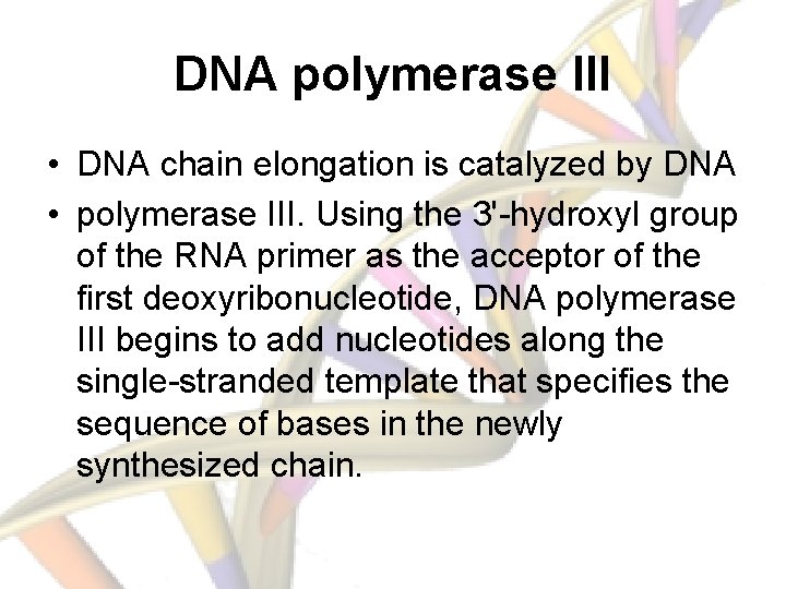 DNA polymerase III • DNA chain elongation is catalyzed by DNA • polymerase III.