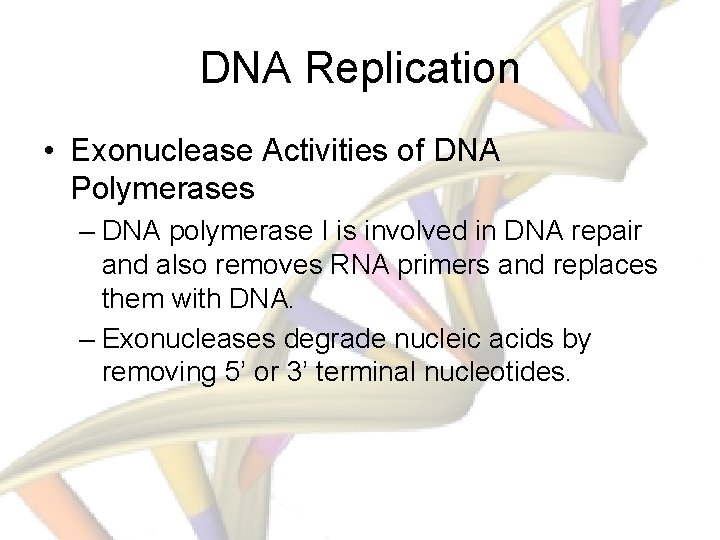 DNA Replication • Exonuclease Activities of DNA Polymerases – DNA polymerase I is involved