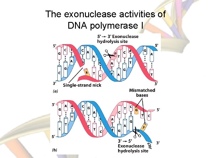 The exonuclease activities of DNA polymerase I 
