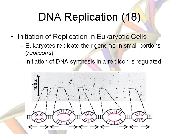 DNA Replication (18) • Initiation of Replication in Eukaryotic Cells – Eukaryotes replicate their