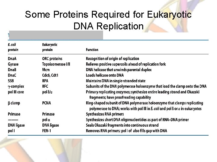 Some Proteins Required for Eukaryotic DNA Replication 