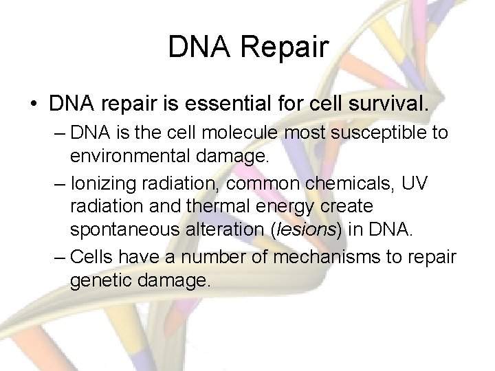 DNA Repair • DNA repair is essential for cell survival. – DNA is the
