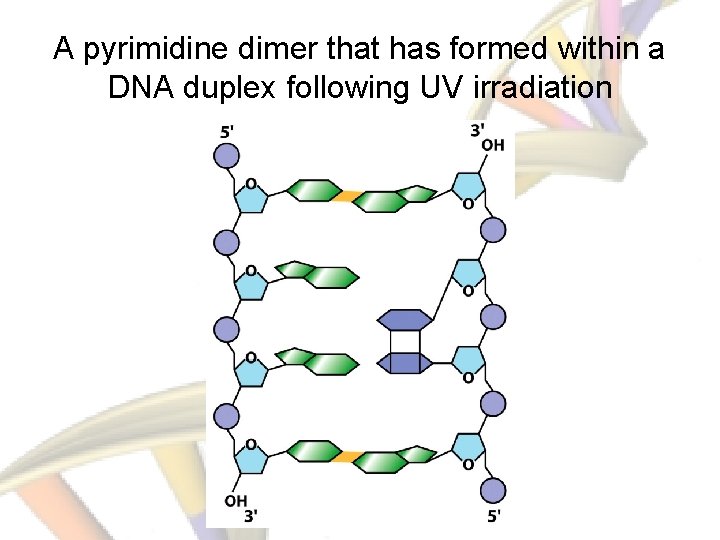 A pyrimidine dimer that has formed within a DNA duplex following UV irradiation 