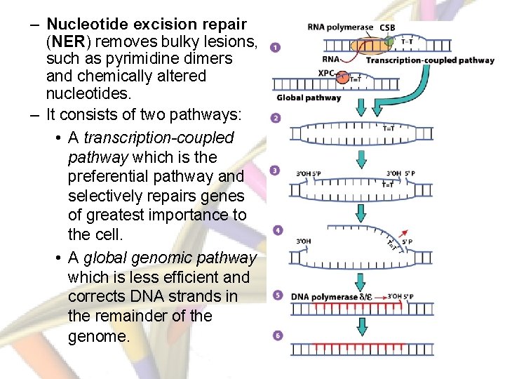– Nucleotide excision repair (NER) removes bulky lesions, such as pyrimidine dimers and chemically