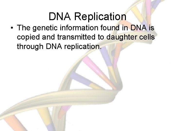 DNA Replication • The genetic information found in DNA is copied and transmitted to