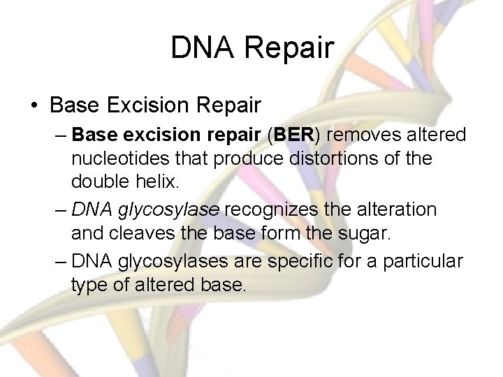 DNA Repair • Base Excision Repair – Base excision repair (BER) removes altered nucleotides
