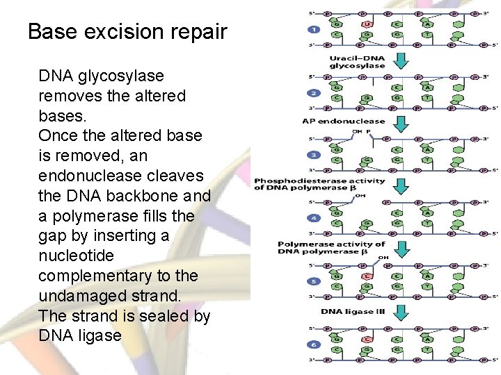 Base excision repair DNA glycosylase removes the altered bases. Once the altered base is