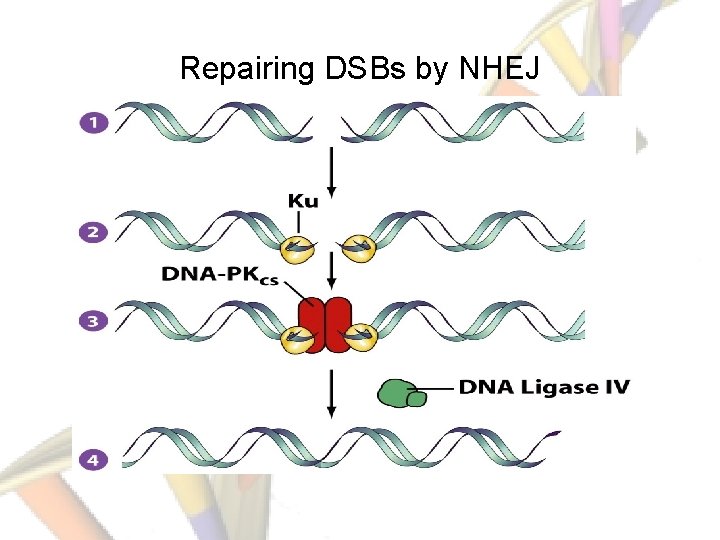 Repairing DSBs by NHEJ 