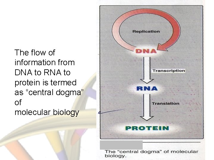 The flow of information from DNA to RNA to protein is termed as “central