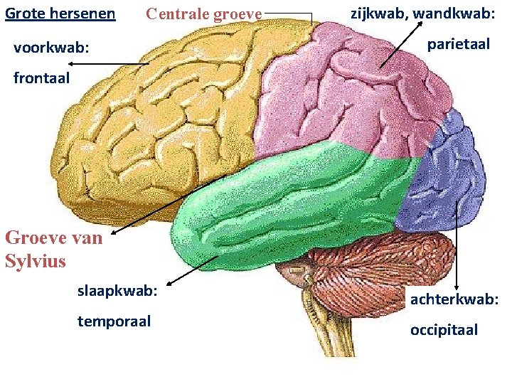 Grote hersenen Centrale groeve voorkwab: zijkwab, wandkwab: parietaal frontaal Groeve van Sylvius slaapkwab: achterkwab: