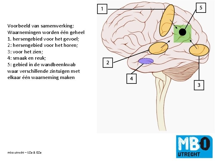 Voorbeeld van samenwerking: Waarnemingen worden één geheel 1. hersengebied voor het gevoel; 2: hersengebied