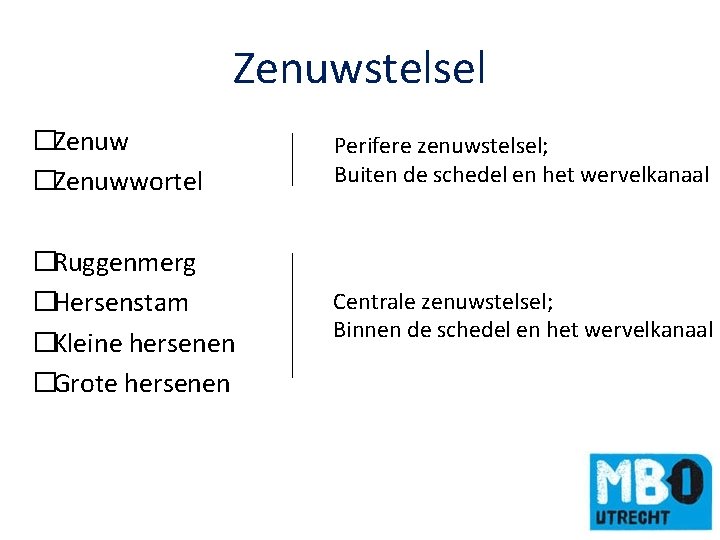 Zenuwstelsel �Zenuwwortel Perifere zenuwstelsel; Buiten de schedel en het wervelkanaal �Ruggenmerg �Hersenstam �Kleine hersenen