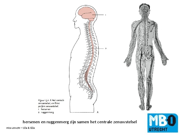 hersenen en ruggenmerg zijn samen het centrale zenuwstelsel mbo utrecht – UZa & GZa