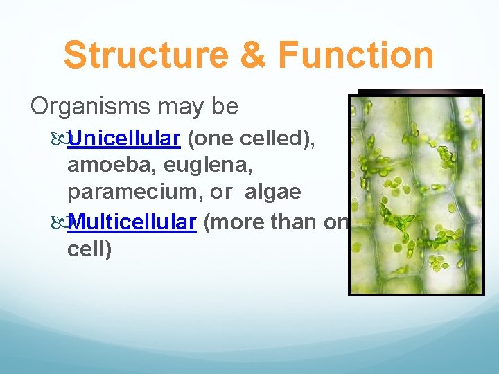Structure & Function Organisms may be Unicellular (one celled), amoeba, euglena, paramecium, or algae