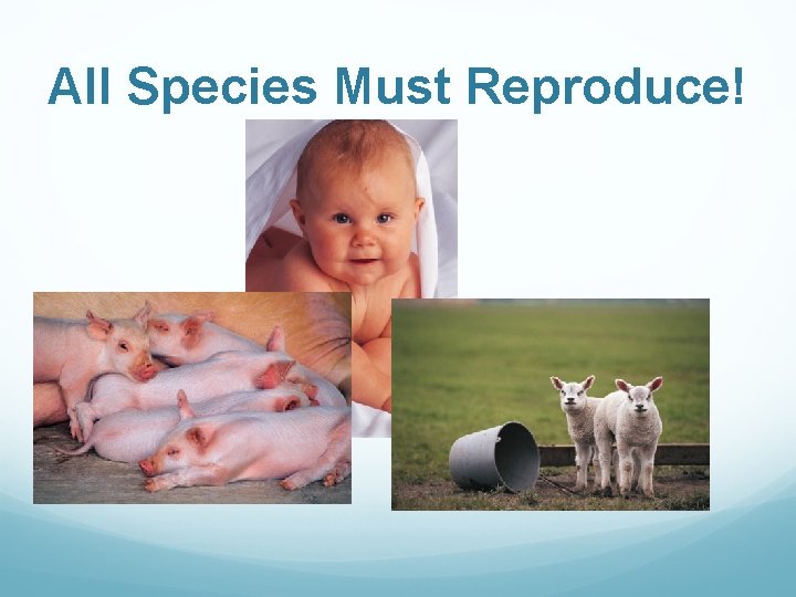 All Species Must Reproduce! 