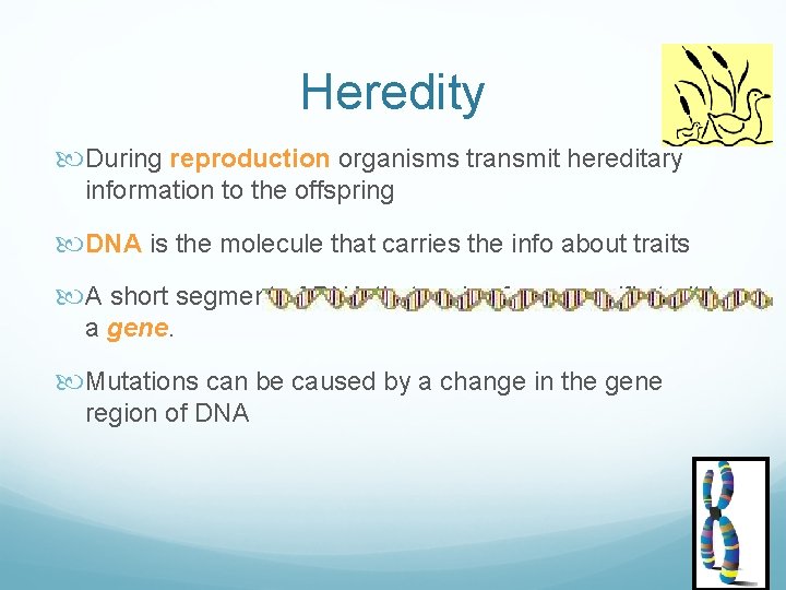 Heredity During reproduction organisms transmit hereditary information to the offspring DNA is the molecule