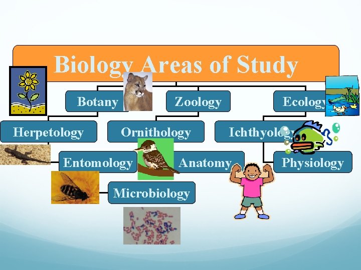 Biology Areas of Study Botany Herpetology Zoology Ornithology Entomology Ecology Ichthyology Anatomy Microbiology Physiology