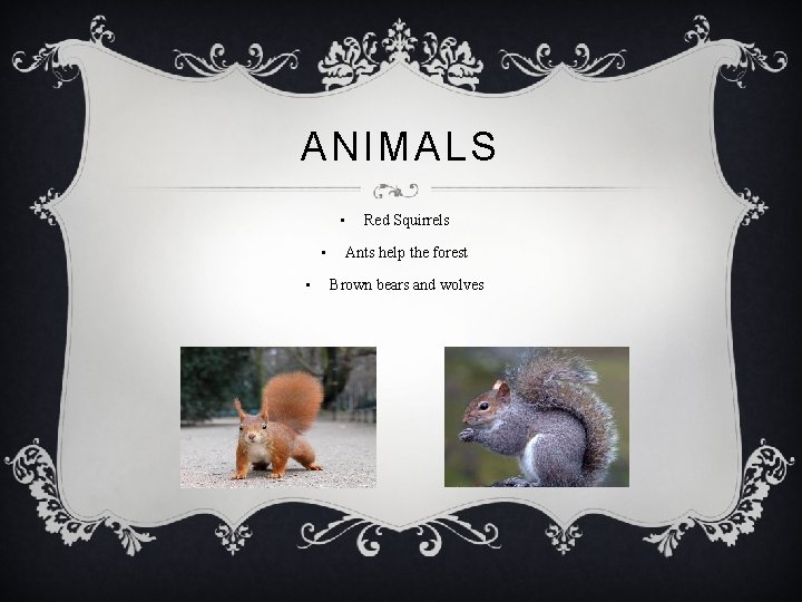 ANIMALS • • • Red Squirrels Ants help the forest Brown bears and wolves