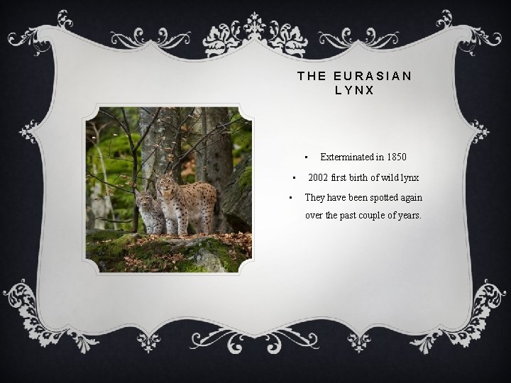 THE EURASIAN LYNX • • • Exterminated in 1850 2002 first birth of wild