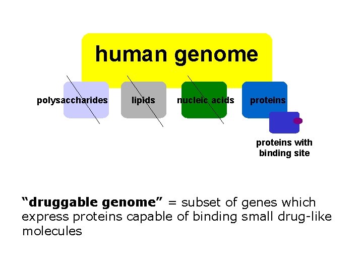 human genome polysaccharides lipids nucleic acids proteins with binding site “druggable genome” = subset