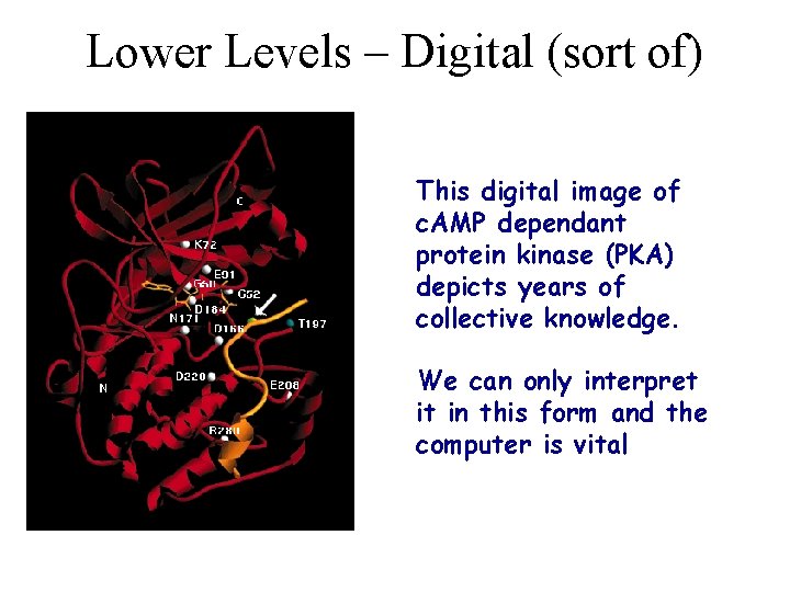 Lower Levels – Digital (sort of) This digital image of c. AMP dependant protein