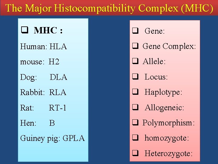 The Major Histocompatibility Complex (MHC) q MHC : q Gene: Human: HLA q Gene